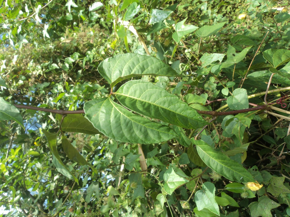 Cyphostemma trilobatum (Lam.) M.R.Almeida